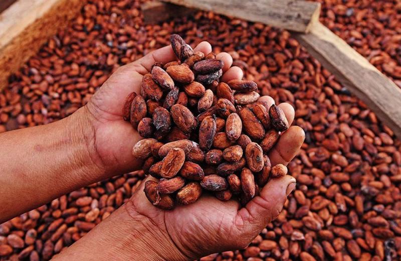 Dry cacao Dry cacao