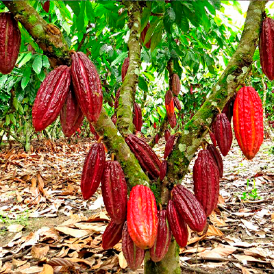 PRODUCCIÓN