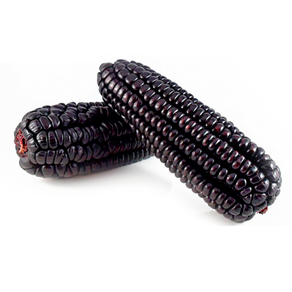 MAIZ MORADO