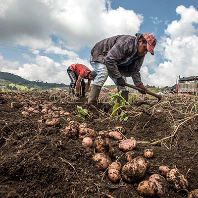 COSECHA-DE-PAPA.2