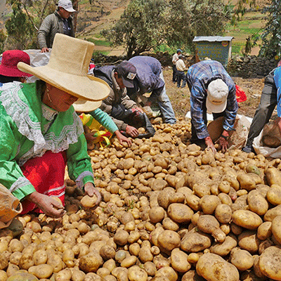 COSECHA-DE-PAPA