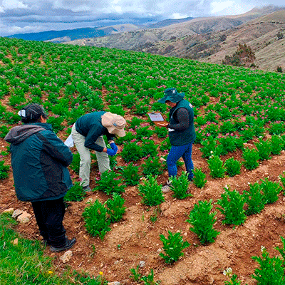 FOTO-CULTIVO-PAPA